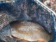 Karperuitzet-20210130-05.jpg