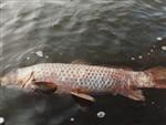 Koi Herpes Virus vastgesteld in Veldhoven